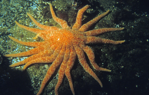 Sunflower Sea Star, Pycnopodia helianthoides