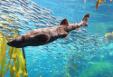 Swell Shark, Cephaloscyllium ventriosum