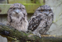 Tawny Frogmouth, Podargus strigoides