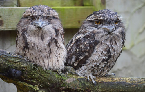 3 Bewildering Birds of Australia
