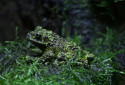 Vietnamese Mossy Frog, Theloderma corticale