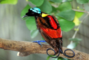 Wilson's Bird of Paradise, Cicinnurus respublica