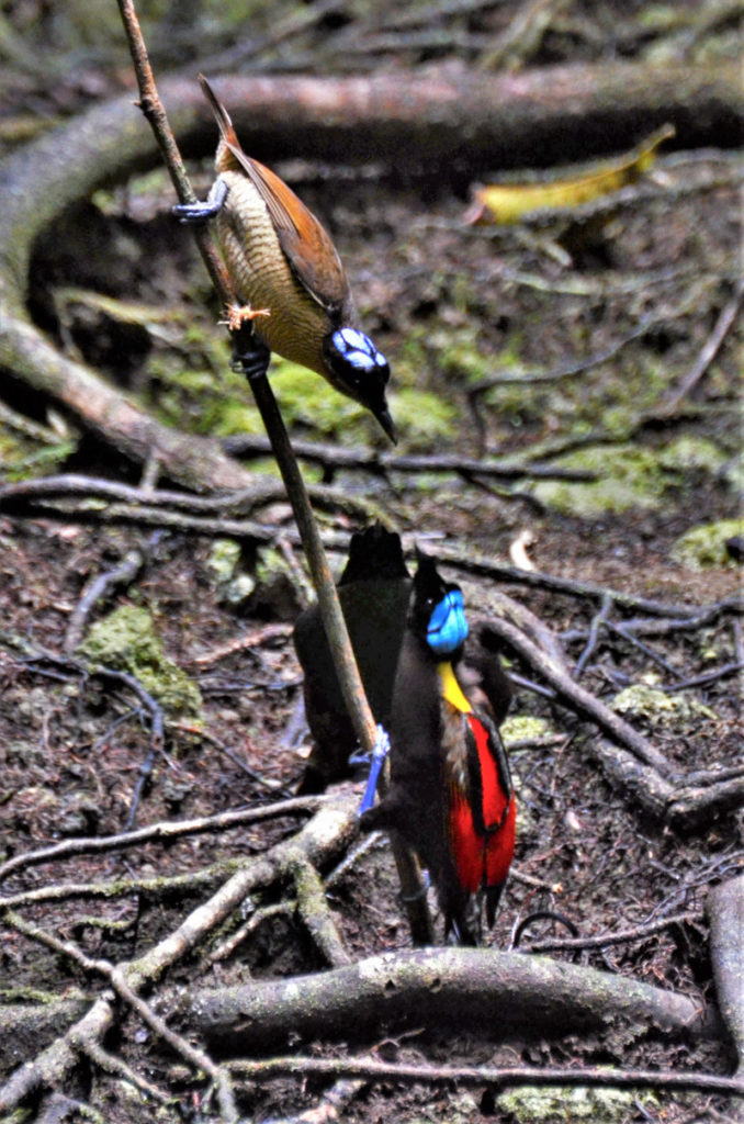 Wilson's Bird of Paradise, Cicinnurus respublica