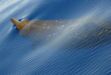 Blainville's beaked whale, Mesoplodon densirostris