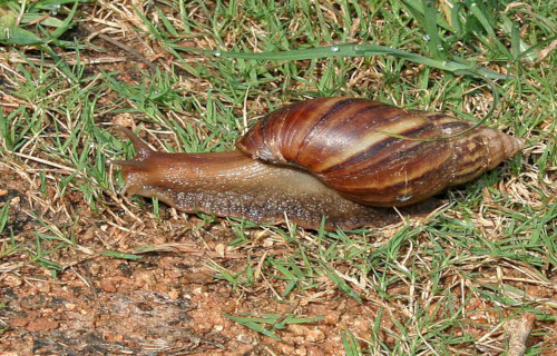 Giant African Land Snail, Lissachatina fulica