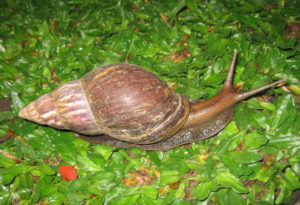 Giant African Land Snail, Lissachatina fulica