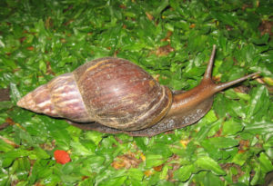 Giant African Land Snail, Lissachatina fulica