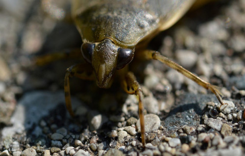 Giant Water Bug, Lethocerus americanus