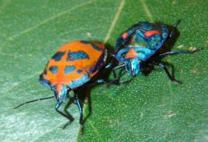 Hibiscus Harlequin Bug, Tectocoris diophthalmus