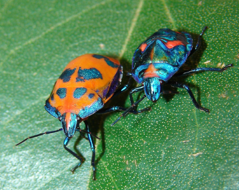 Hibiscus Harlequin Bug, Tectocoris diophthalmus