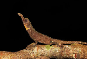 Rough-Nosed Horned Lizard, Ceratophora aspera