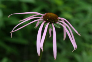 Smooth Purple Coneflower, Echinacea laevigata