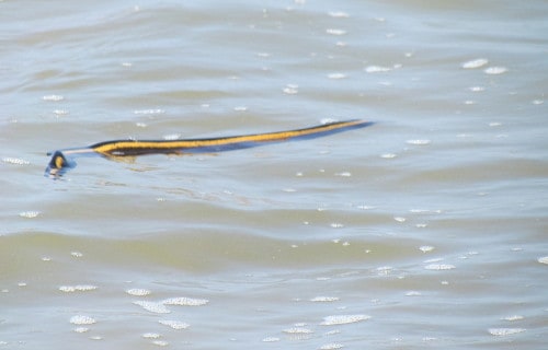 Yellow-Bellied Sea Snake, Hydrophis platurus