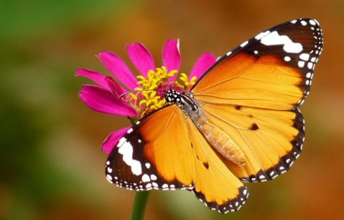 5 Intriguing African Insects