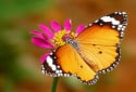 African Monarch, Danaus chrysippus