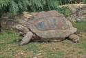 Aldabra Giant Tortoise, Aldabrachelys gigantea