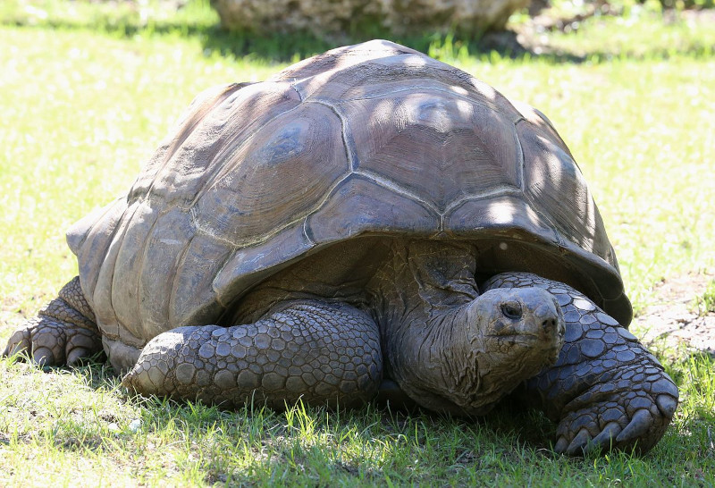 Aldabra Giant Tortoise, Aldabrachelys gigantea