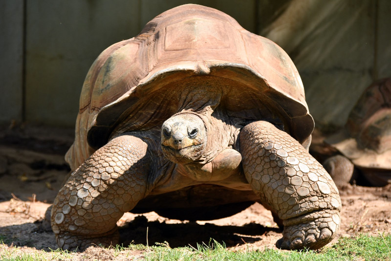 Aldabra Giant Tortoise, Aldabrachelys gigantea