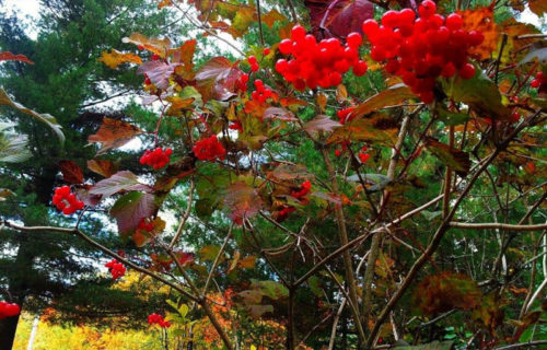 5 Remarkable Rocky Mountain Flora