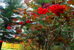 American Cranberrybush, Viburnum Trilobum