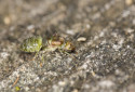 Asian Weaver Ant, Oecophylla smaragdina
