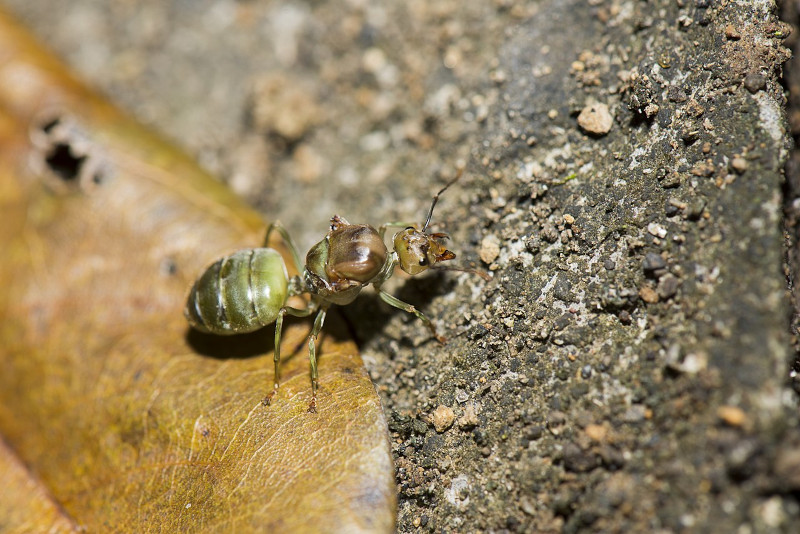 Asian Weaver Ant, Oecophylla smaragdina