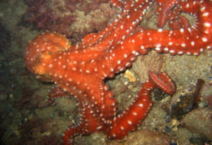 Atlantic White Spotted Octopus, Callistoctopus macropus