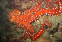 Atlantic White Spotted Octopus, Callistoctopus macropus