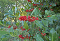 Common Holly, Ilex aquifolium