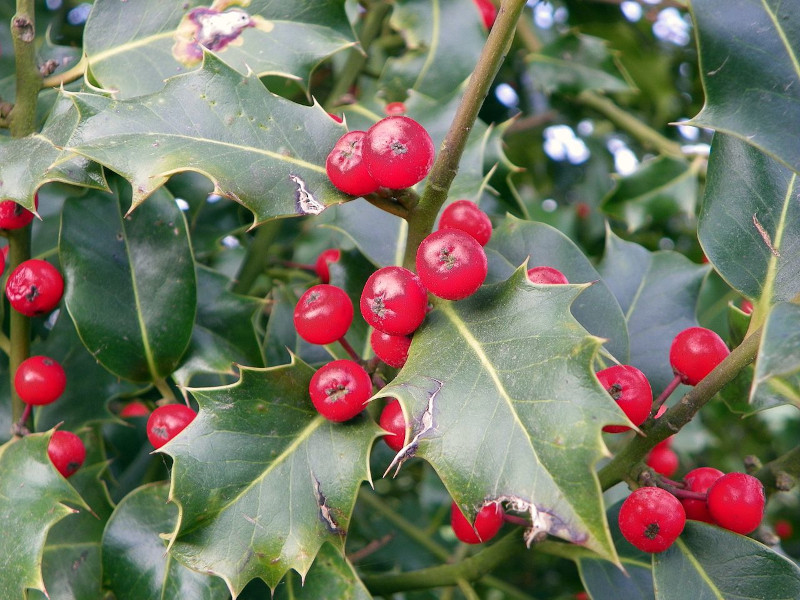 Common Holly, Ilex aquifolium