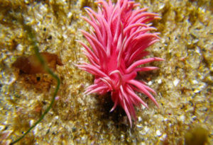 Hopkin's Rose nudibranch, Okenia rosacea