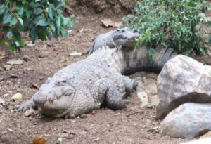 New Guinea Crocodile, Crocodylus novaeguineae