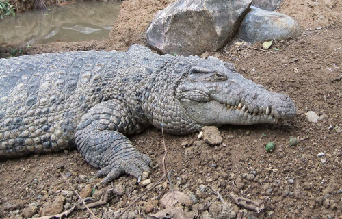 New Guinea Crocodile, Crocodylus novaeguineae
