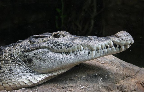 New Guinea Crocodile, Crocodylus novaeguineae