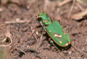 Ohlone Tiger Beetle, Cicindela ohlone