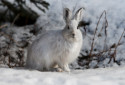 Snowshoe Hare, Lepus americanus