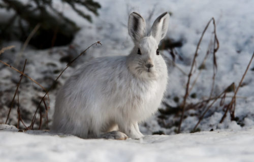 5 Marvelous Mammals of California