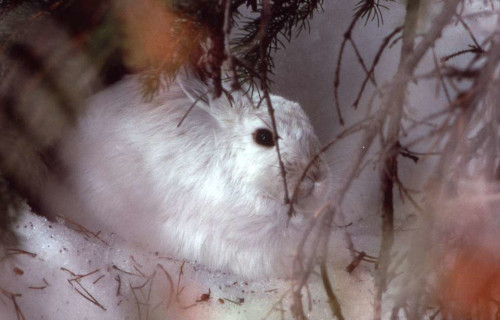 Snowshoe Hare, Lepus americanus