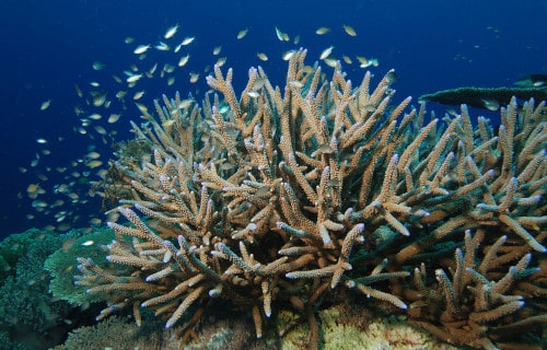 7 Amazingly Evolved Marine Species