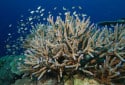 Staghorn Coral, Acropora cervicornis