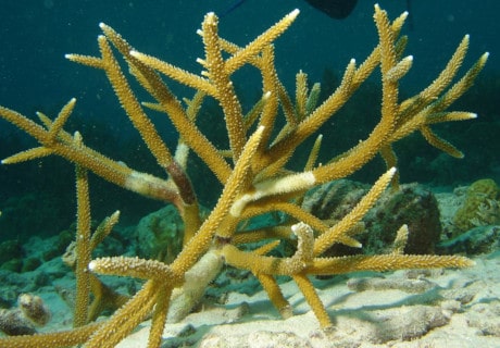 Staghorn Coral, Acropora cervicornis