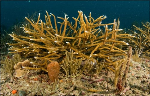 Staghorn Coral, Acropora cervicornis