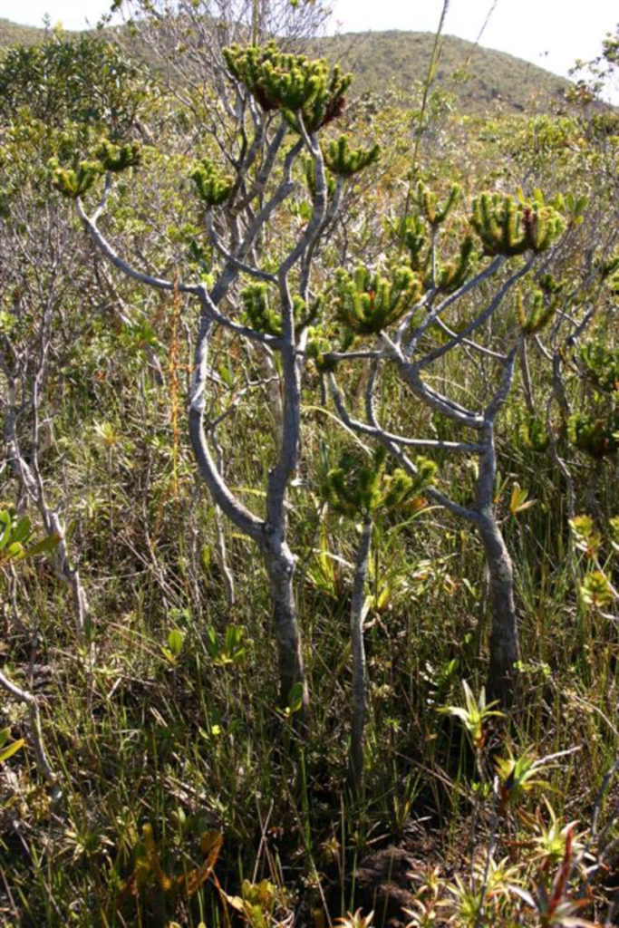 Swamp Dacrydium, Dacrydium guillauminii