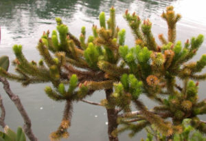 Swamp Dacrydium, Dacrydium guillauminii