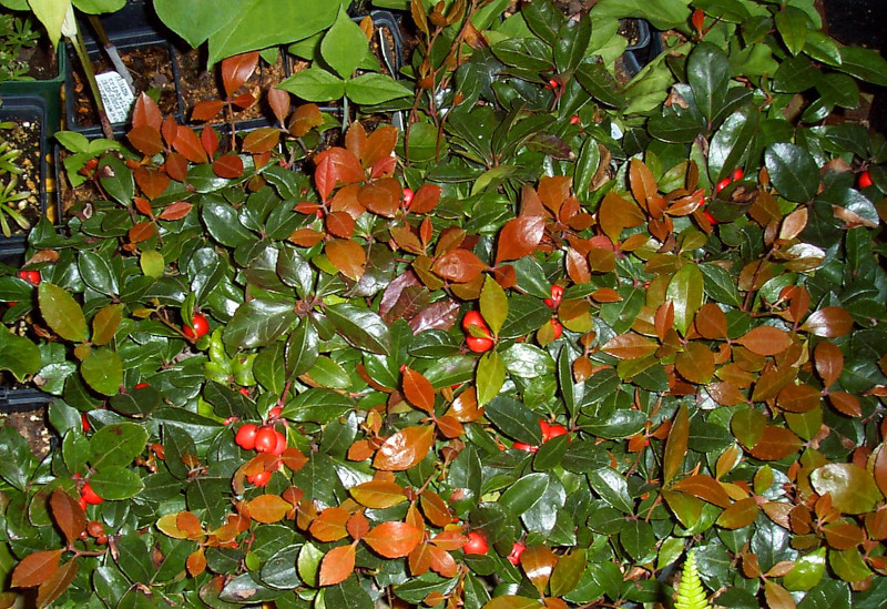 American Wintergreen, Gaultheria procumbens