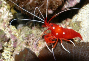 Blood Shrimp, Lysmata debelius