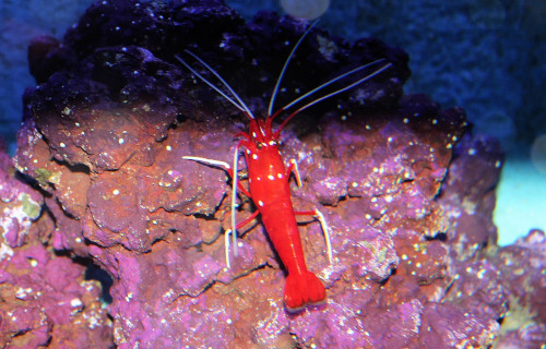 Blood Shrimp, Lysmata debelius
