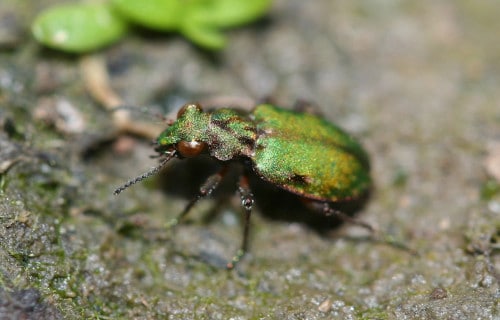 Delta Green Ground Beetle, Elaphrus viridis