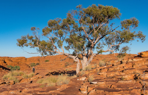 3 Awesome Trees of Australia