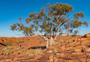 Ghost Gum, Corymbia aparrerinja